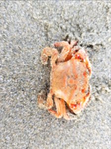 Nectocarcinus antarcticus dorsal