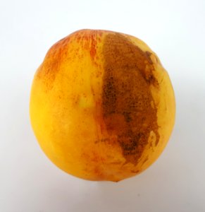 Nectarine scab 2017 J2