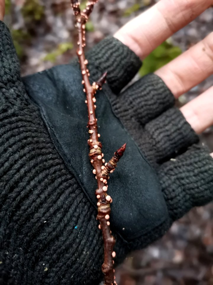 Nectria cinnabarina 107800046