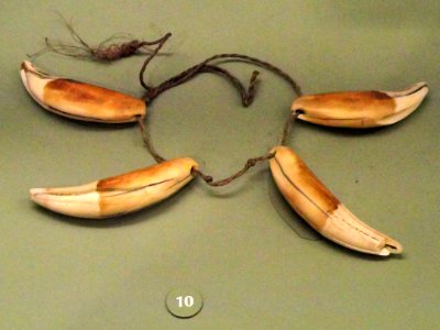 Necklace, jaguar teeth on palm fiber cord, Tucano people - South American objects in the American Museum of Natural History - DSC06069 photo