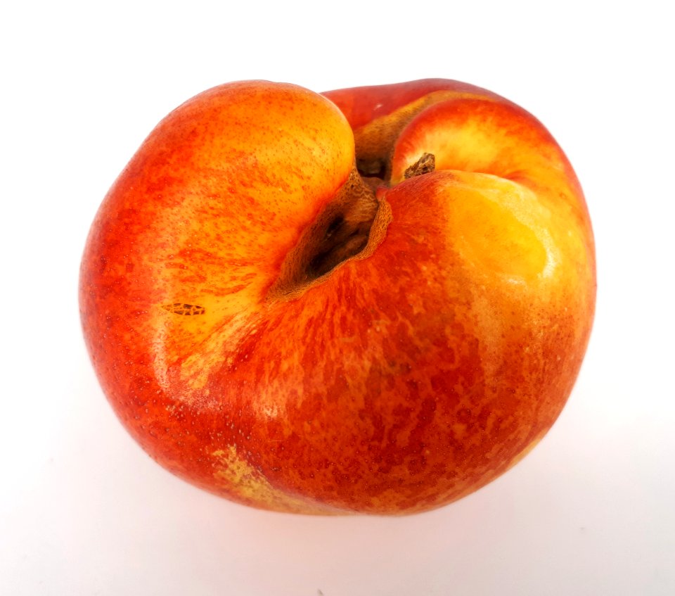 Nectarine hole scab 2017 D2