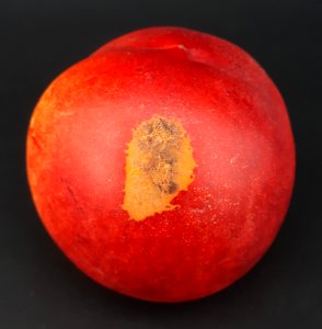 Nectarine scab 2017 H1