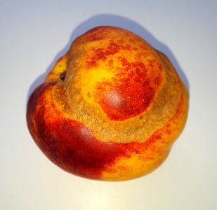 Nectarine scab 2017 Af