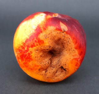 Nectarine hole scab 2017 E