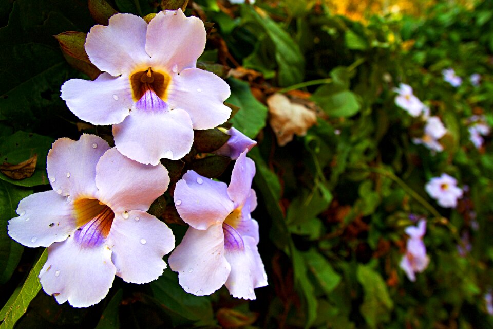 Close up park nature