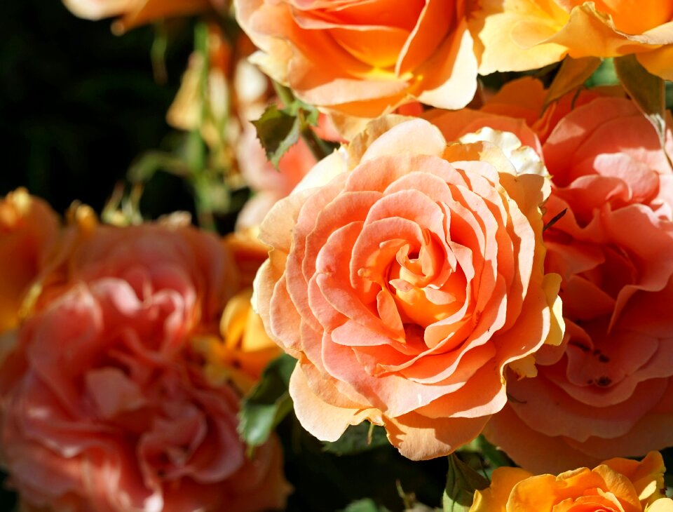 Rose bloom roses garden