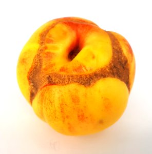 Nectarine scab 2017 K2