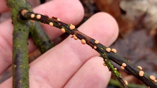 Nectria cinnabarina 62287653
