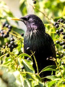 Songbird nature animal