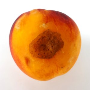 Nectarine hole scab 2017 C2
