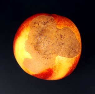Nectarine scab 2017 B1