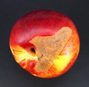 Nectarine scab 2017 D