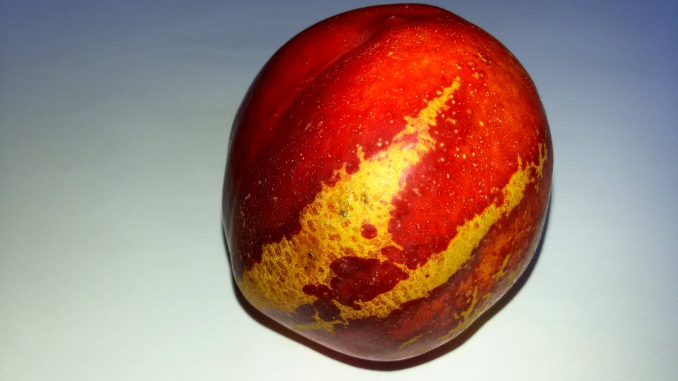Nectarine scab 2016 D1