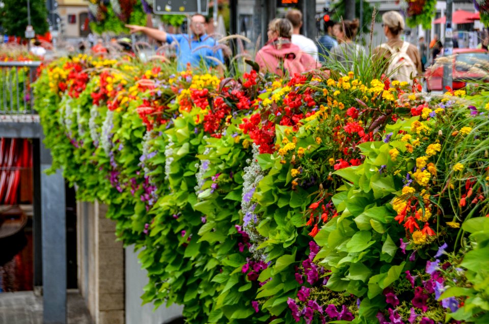 Neckarbruecke-blumen-2
