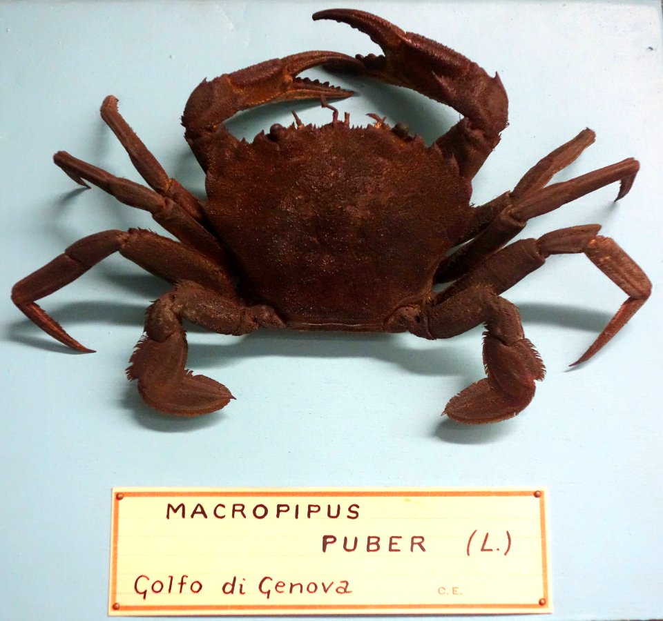 Necora puber (Macropipus puber) - Museo Civico di Storia Naturale Giacomo Doria - Genoa, Italy - DSC03229