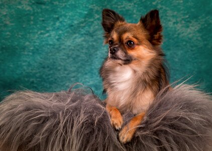 Small dog chiwawa hairy