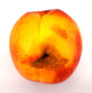 Nectarine hole scab 2017 A1