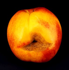 Nectarine hole scab 2017 A2