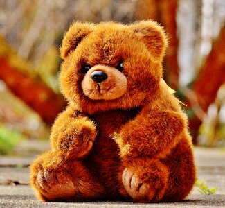 Stuffed animal teddy bear brown bear photo
