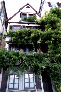 Neckarhalde-verwachsenes-haus