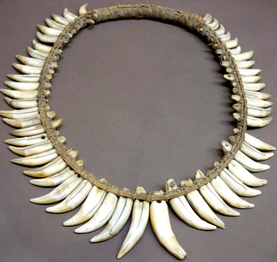 Necklace for chief, leopard teeth - Lualaba region, DRC - Royal Museum for Central Africa - DSC07142