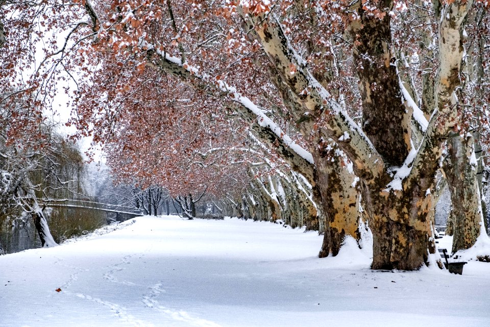 Neckarinsel-mit-Schnee-1