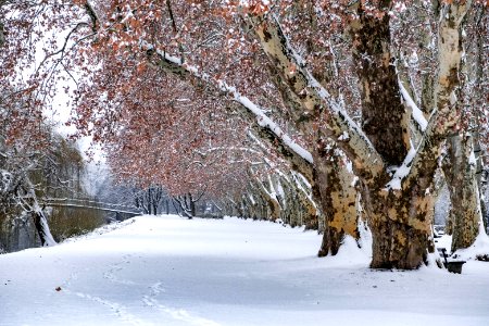 Neckarinsel-mit-Schnee-1