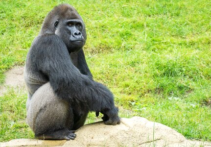Ape black thinking