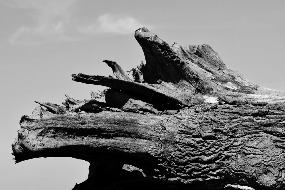 Log black white lying
