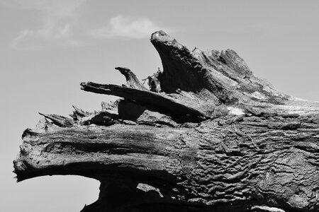 Log black white lying photo