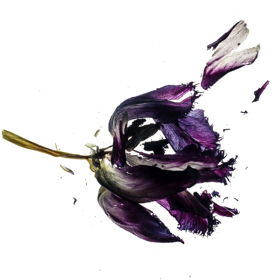 Flower dried flower nature