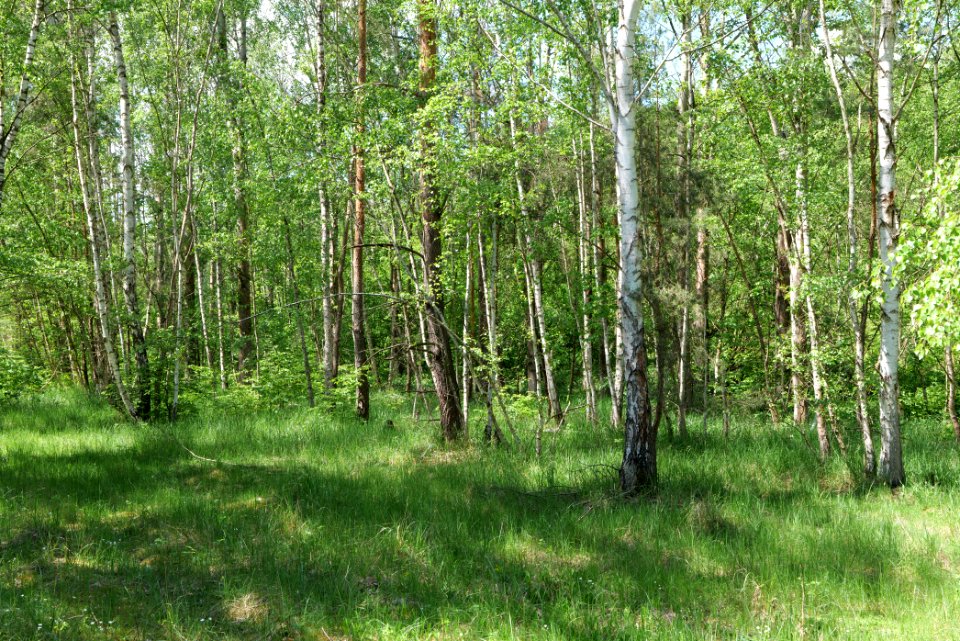 Nauener Stadtforst 2020-05-15 19