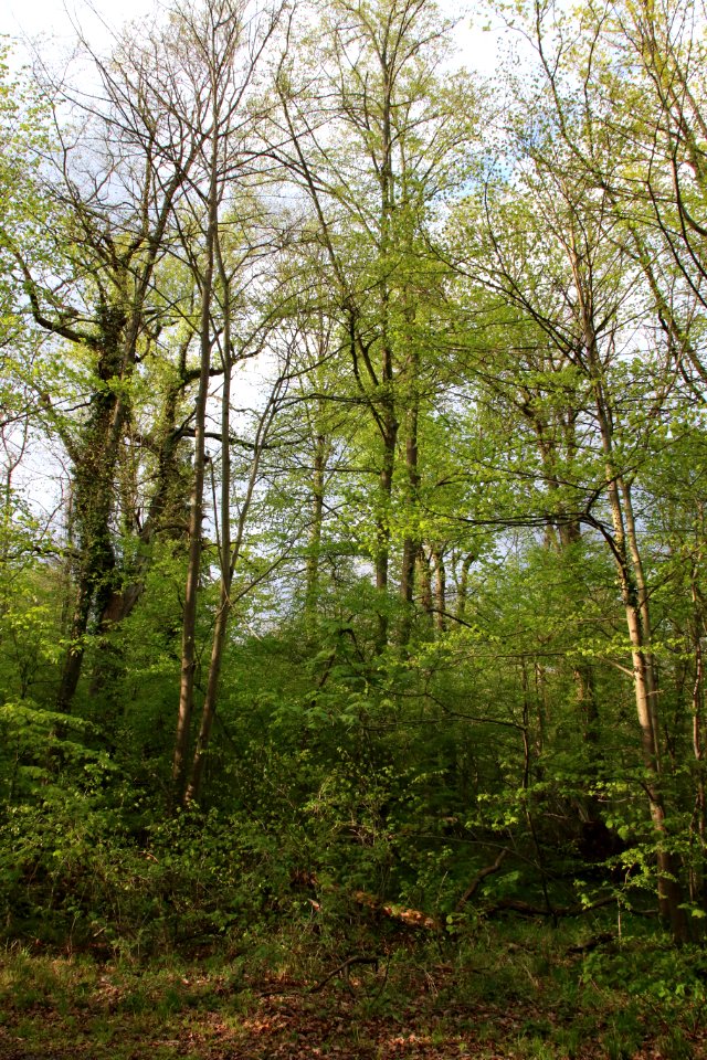 Naturdenkmal Rappenwört 3 Schwarzpappeln 1 Eiche