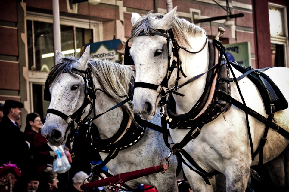 Tourism animal tradition