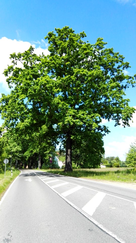 Naturdenkmal stieleiche senftenbergerstr klettwitz