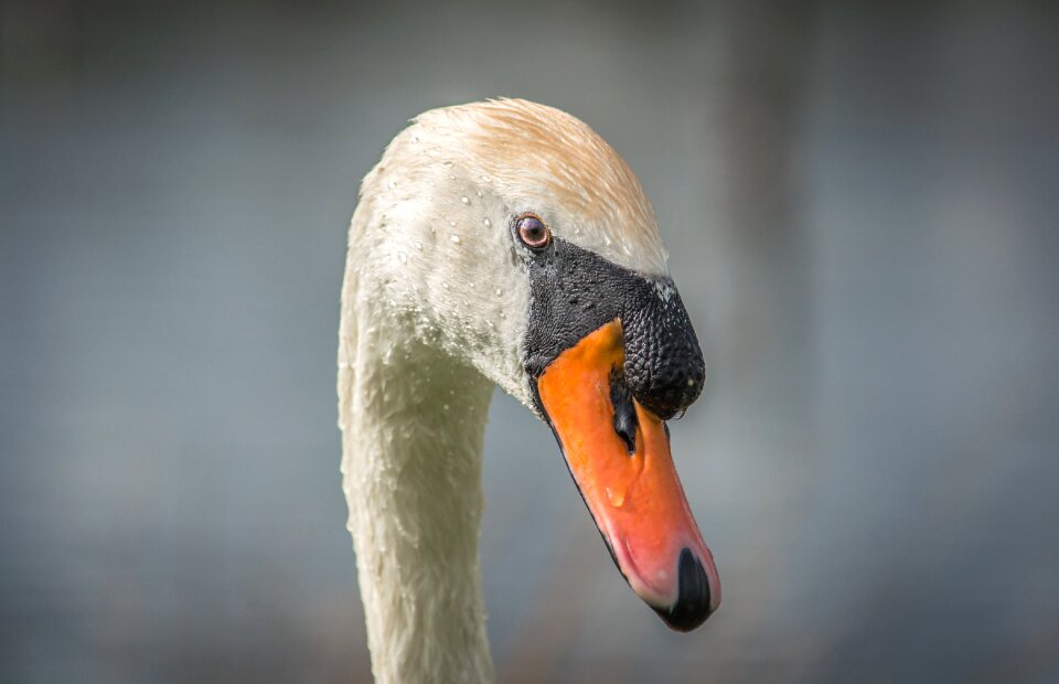 Nature water animal