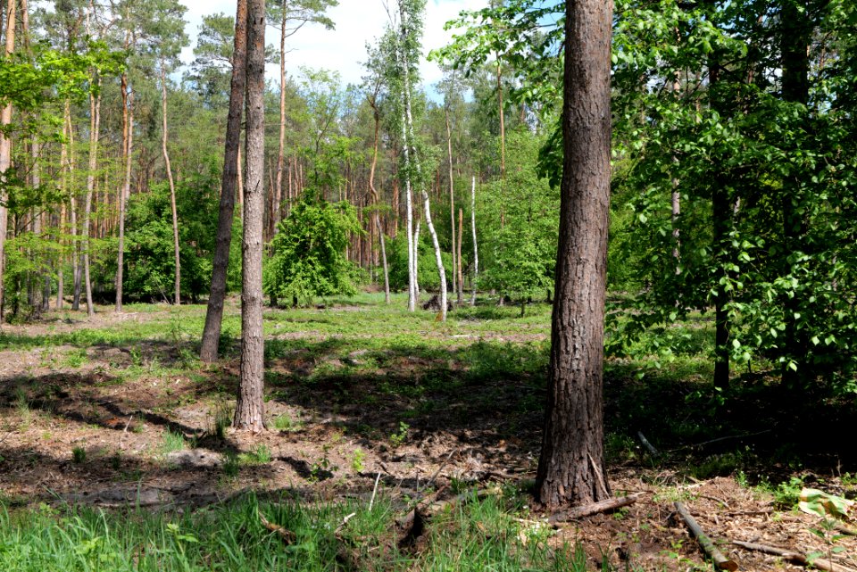 Nauener Stadtforst 2020-05-15 03