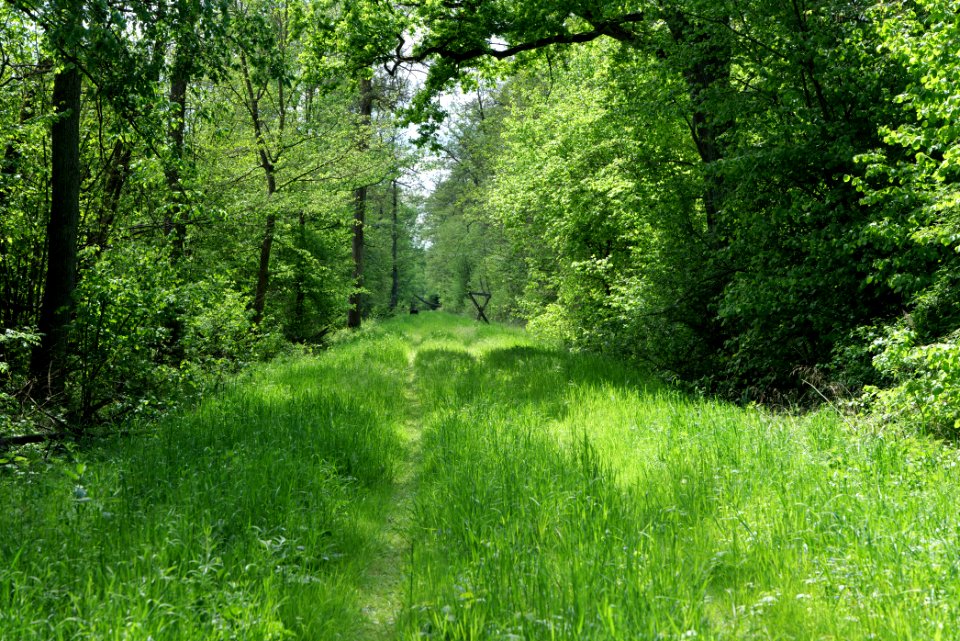 Nauener Stadtforst Leitsakgraben 2020-05-15 42