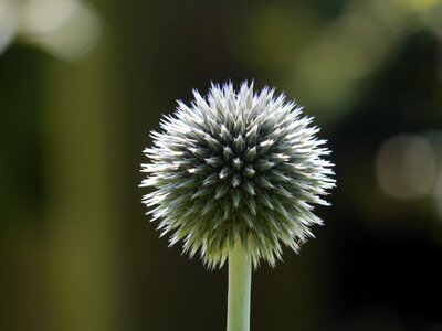 Round floral seedhead