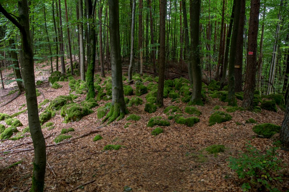 Naturdenkmal Judenfriedhof bei Plech 002