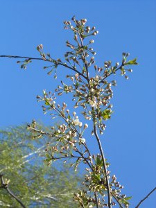 Nature in Smolensk - 11