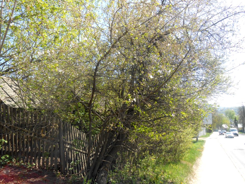 Nature in Smolensk - 10