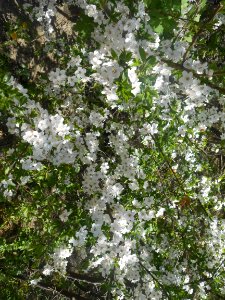 Nature in Smolensk - 06