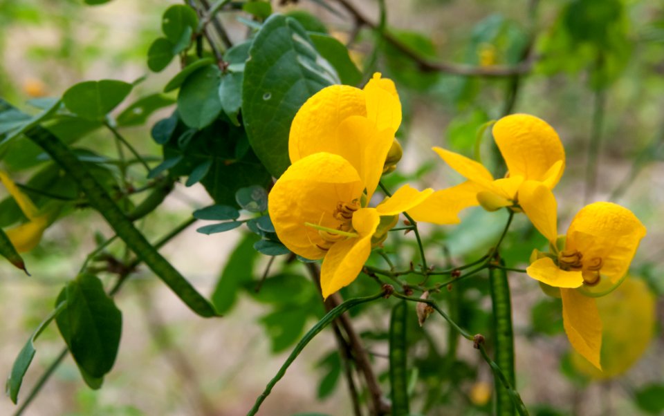 Nature in Margarita Island, Nueva Esparta, Venezuela 11