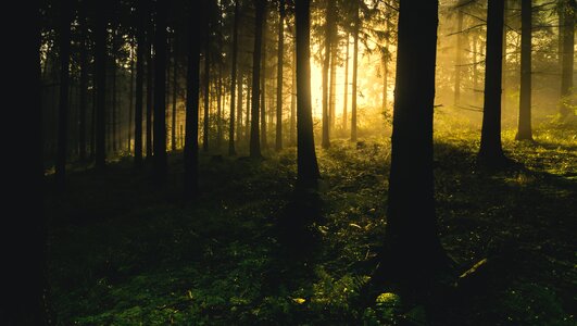 Eerie fir trees hazy photo