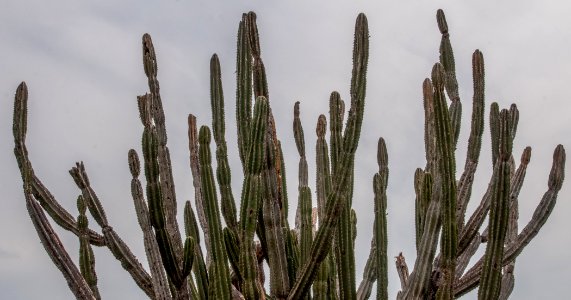 Nature in Margarita Island, Nueva Esparta, Venezuela 03