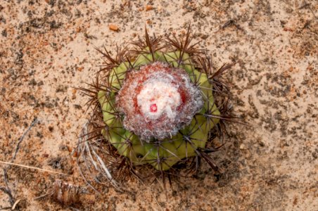 Nature in Margarita Island, Nueva Esparta, Venezuela 02