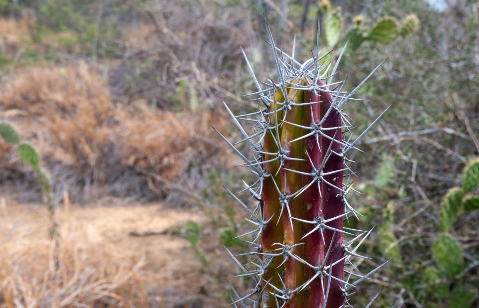 Nature in Margarita Island, Nueva Esparta, Venezuela 05