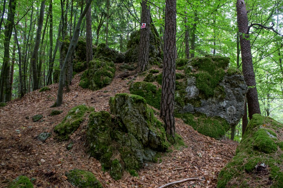 Naturdenkmal Judenfriedhof bei Plech 005