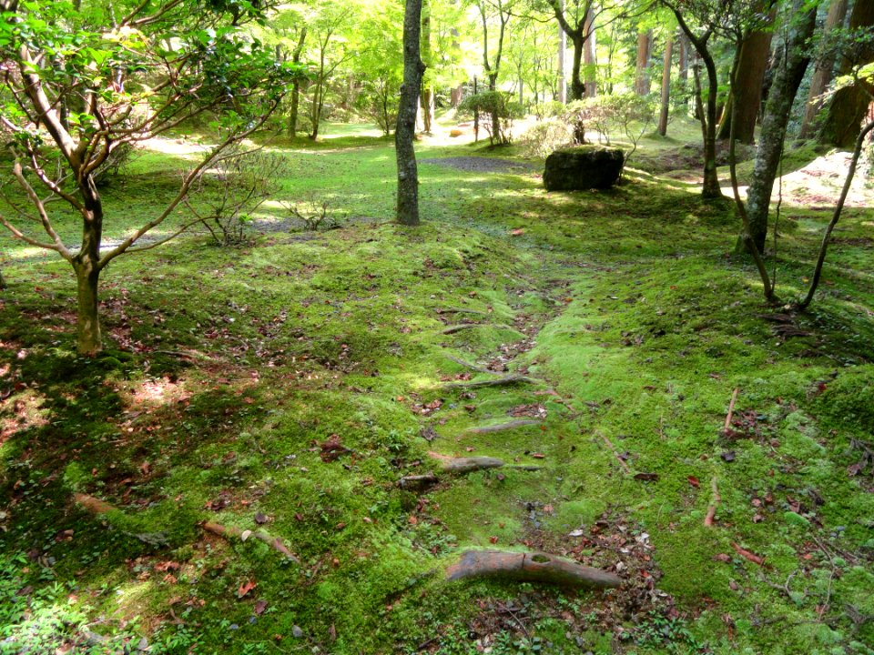 Nature - Ishiyamadera - Otsu, Shiga - DSC07427